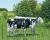 Moo Times Two Digital Panel by Wild Wings for David Textiles WW31800C1